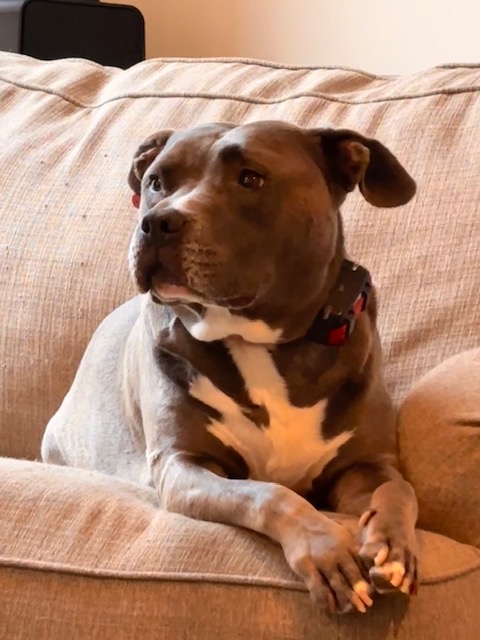 Dog photo 6