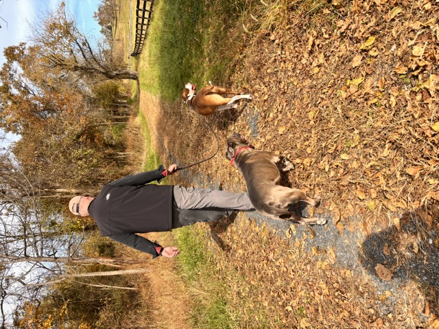 Dog photo 1
