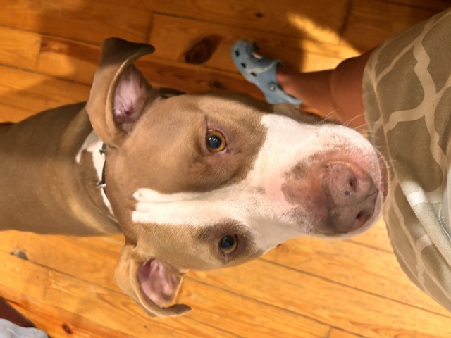 Dog photo 2