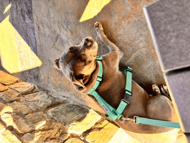 Dog photo 5