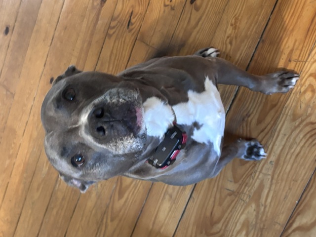 Dog photo 10