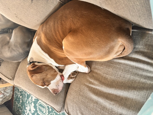 Dog photo 8