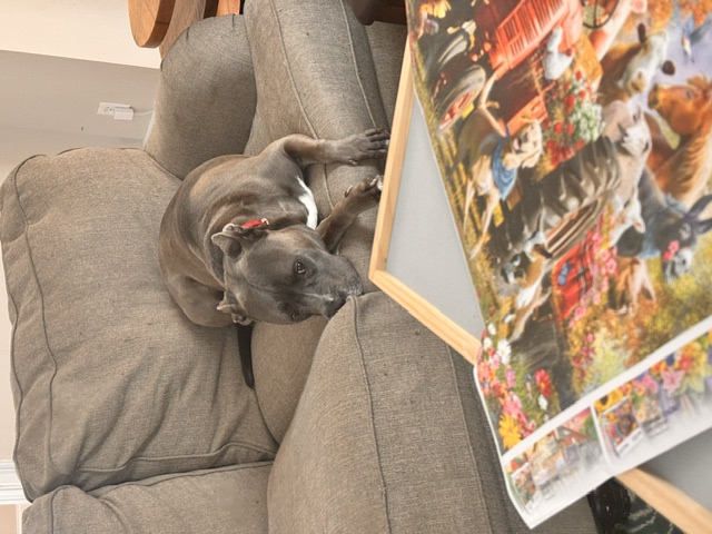Dog photo 7